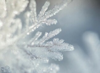 Poster - Frost on leaves background