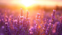 Wide Field Of Lavender In Summer Sunset, Panorama Blur Background. Autumn Or Summer Lavender Background. Shallow Depth Of Field.