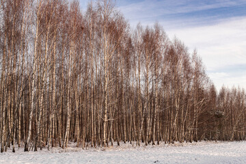 Poster - Birch wood at sunny frosty winter morning