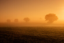 A Serene Landscape Engulfed In A Warm, Amber Fog At Dawn, With Silhouettes Of Trees Emerging From The Mist
