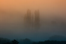 The Mysterious Allure Of Nature Is Captured In This Image, Where Trees Shrouded In Dense Fog Present A Ghostly Appearance Against A Gradient Orange Sky At Twilight
