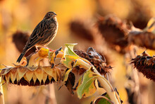 A Detailed View Of A Bird Standing On A Sunflower In A Field With A Soft Focus Background In Warm Autumnal Tones