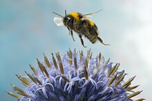Large Earth Bumblebee (Bombus Terrestris) In Flight At The Flower Of A Globe Thistle (Echinops)