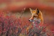 © imageBROKER - Red fox (Vulpes vulpes) in autumn tundra, portrait, Dempster Highway, Yukon Territory, Canada, North America