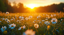 Field Of Flowers At Sun Set 