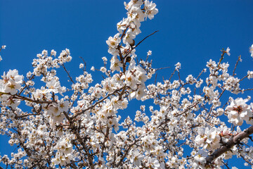 Canvas Print - Almond blossom