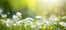 Sunny Spring Background, Hd Wallpaper, In The Style Of Soft Focus Lens, Dark White And Green, Symbolic Nabis, Flower Power, Serene Landscapism, Award-winning - Generative Ai