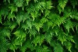 © Enrique - Green foliage background