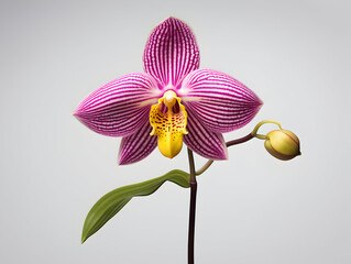 Wall Mural - Lady Sliper Orchid flower in studio background, single lady sliper flower, Beautiful flower images