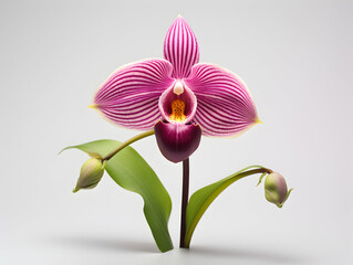 Wall Mural - Lady Sliper Orchid flower in studio background, single lady sliper flower, Beautiful flower images