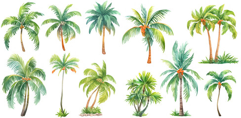 Watercolor palm and coconut tree clipart for graphic resources