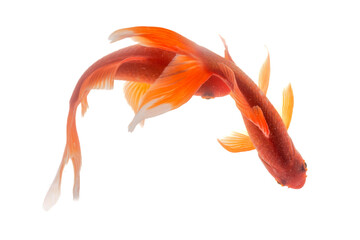 Wall Mural - Koi fish isolated on the white background, clipping path included.