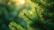 Details Of Pine Needles, Showcasing Their Arrangement And The Texture Of The Tree Branch, Background Image, Generative AI