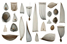 Sea Shells Collection Isolated On A Transparent Background. Generative AI