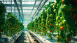 modern tomato greenhouse adopts the technology