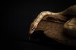 Yellow python with brown spots wrapped around a curved branch. A portrait of a ball python against a black background. Pet snake with dark eyes. Exotic pet portrait. Horizontal photo of regius