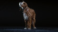 Front Shot Of Wet Dog Shaking Off Water In A Studio