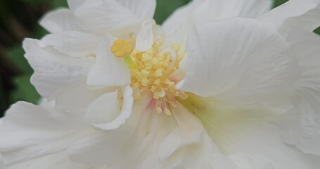 Wall Mural - close up of white flower