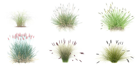 Wall Mural - Green Fountain grass,Little Bunny Fountain Grass with whitte background.3d rendering