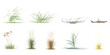 set of Common eel grass,Natural Brown Pavonia, Dry Grassand bush with alpha mask, 3d rendering, for digital composition 