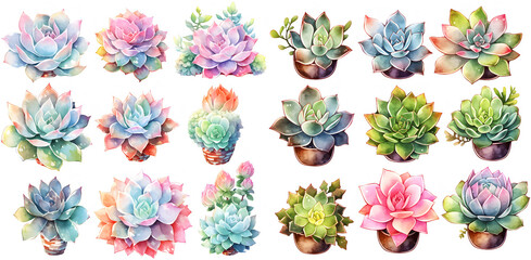 Wall Mural - Watercolor succulent clipart for graphic resources