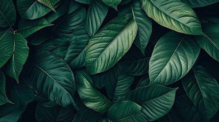 Wall Mural - abstract green leaf texture, tropical leaf foliage nature dark green background