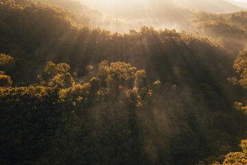 Canvas Print - Aerial view of forest and mountain in fog with golden sunbeams at sunrise