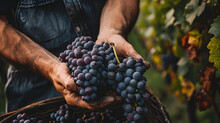 Farmer With Fresh Deep Blue Or Purple Grapes. Vineyard, Wine, Farming