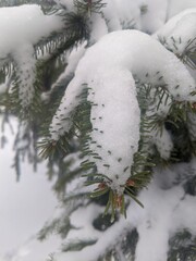Wall Mural - winter landscape. snowfall. the snow covered the evergreen clothes of christmas trees and pines. bra