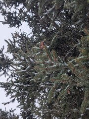 Wall Mural - winter landscape. snowfall. the snow covered the evergreen clothes of christmas trees and pines. bra