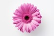 Close up nature design of a pink gerbera flower on a white background with clipping path