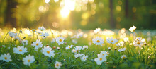 Spring Flowers Bloom. Abstract Soft Focus Field. Landscape Of White Flowers Blur Grass Meadow Clear Sunny Day Time. Tranquil Spring Summer Nature Closeup Forest Background