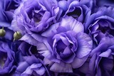 Vivid close up photo of violet eustoma flowers