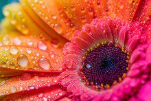 Colorful Gerbera Daisy Covered With Water Drops. Gerbera Flower Close Up On Turquoise Background. Macro Photography. Natural Romantic Conceptual Floral Macro Background.