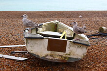 Two Young Seagulls Perched On An Old, Dirty Fishing Boat Dingy Resting On The Rocky Pebble Shore Of A Beach At Low Tide, South Coast, Seaford, Sussex, England	