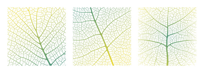 leaf vein texture abstract background with close up plant leaf cells ornament texture pattern. green
