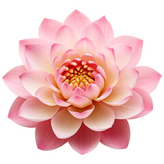 pink lotus water lily flower isolated on transparent background