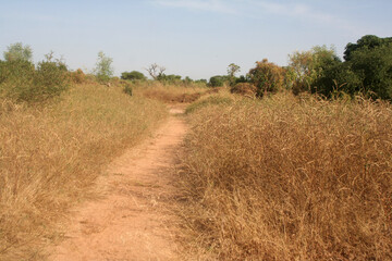 Canvas Print - Chemin au milieu de la brousse