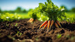 Organic Carrots. Carrot Growing  in field 