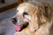 © Uvamenfoto - Un perro golden retriever con la lengua fuera