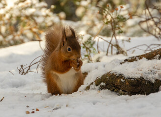 Wall Mural - Hungry little scottish red squirrel with a nut in the snow in winter