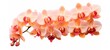 Beautiful branch of orchid flowers banner  - Peach fuzz orchids petals orchidaceae, isolated on white background