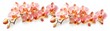 Beautiful branch of orchid flowers banner panorama long - Peach fuzz orchids petals orchidaceae, isolated on white background.