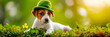 Image of a dog in a green hat and a shamrock　