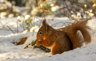 Wall Mural - Hungry little scottish red squirrel with a nut in the snow in winter