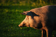 Spanish iberian pig pasturing free in a green meadow at sunset in Los Pedroches, Spain