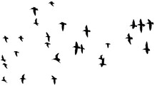 Png Herd Of Birds Fly On Clear Backgroung
