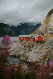 Fototapeta Most - View of iconic red cabin in Lofoten islands in summer, moody foggy weather, wild flowers on foreground