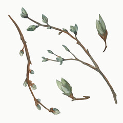 Set of spring illustrations of tree branches and buds isolated on a white background. Elements are hand painted with watercolors. 