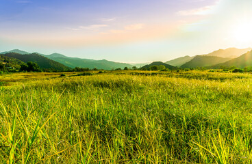 Wall Mural - summer of spring landscape of green grass meadow with great beautiful mountains and awersome golden cloudy sunset